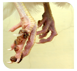 02 Wart like gowth in the non-feathered parts of the body
